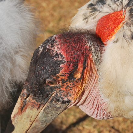 Yet another Alt comment